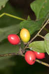 Southern spicebush <BR>Pondberry